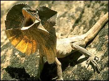 [Amazing%2520Animal%2520Pictures%2520Frill%2520Necked%2520Lizard%2520%25281%2529%255B1%255D.jpg]