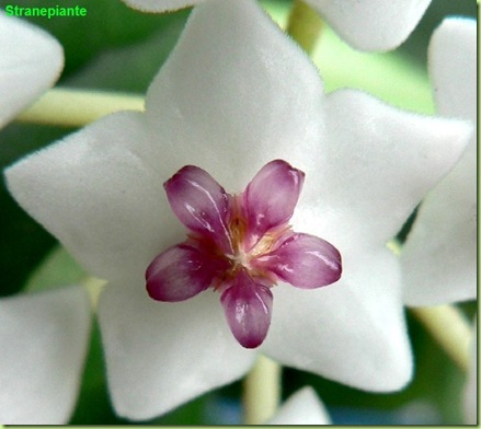 hoya bella lanceolata ssp bella fiore