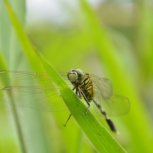 Hd-156037-ascw156037