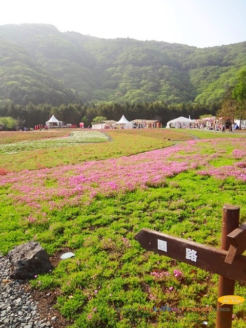 [Mt-Fuji-Food-Festival-133.jpg]
