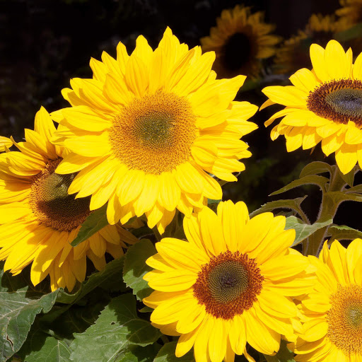 Hd-152523-ascw152523