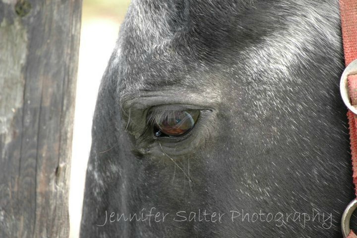 [horse%2520eye%25201%255B4%255D.jpg]