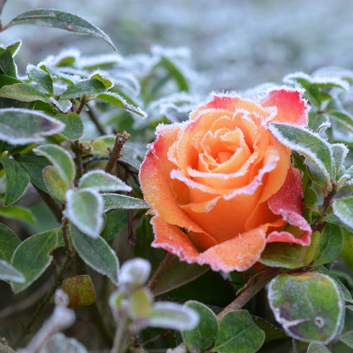 Hd-186265-ascw186265