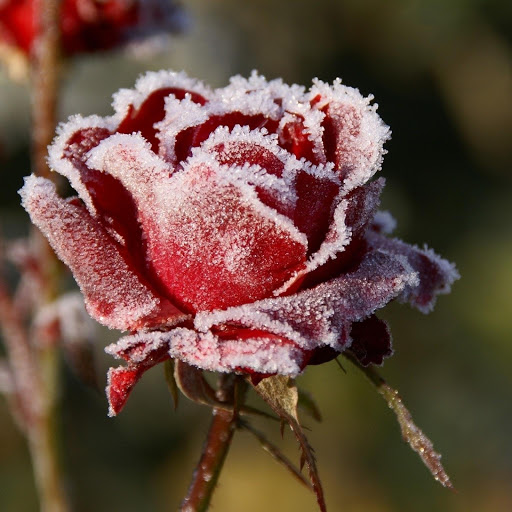 Hd-177681-ascw177681