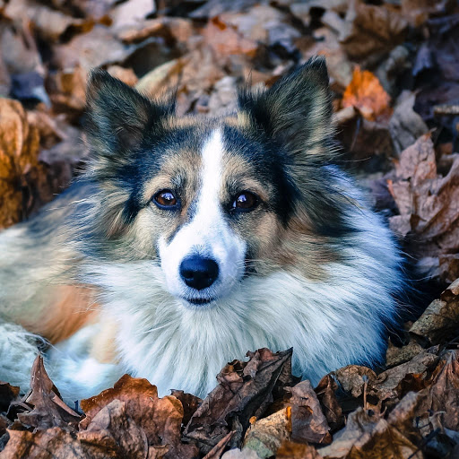 Hd-150388-ascw150388