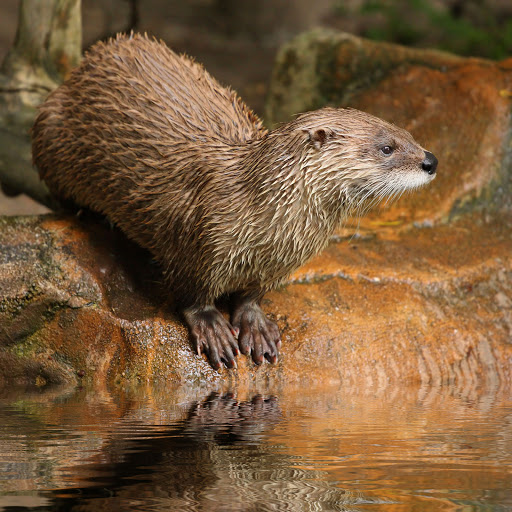 Hd-160850-ascw160850