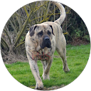 Image Google de Dogo Canario Hermanas de Sangre