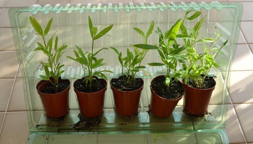 Perennial Everlasting Sweet Peas very young seedlings