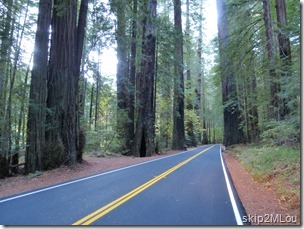 Oct 23, 2012: Drive on Avenue of the Giants through Humbolt Redwoods State Park