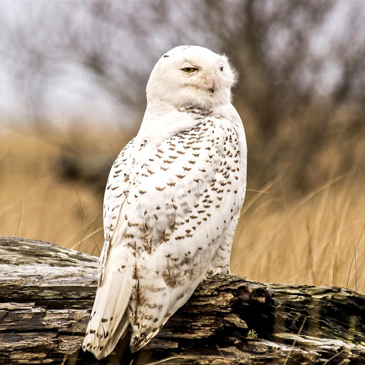 Hd-178002-ascw178002