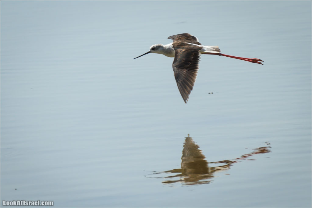 LookAtIsrael.com: Фото-блог о путешествиях по Израилю. Тель Авив, Иерусалим, Хайфа 