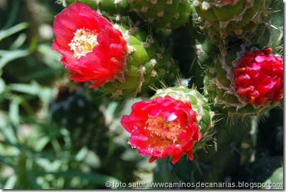 1278 Artenara-Acusa(Cactus de Méjico) 1278 Artenara-Acusa(Cactus de Méjico)