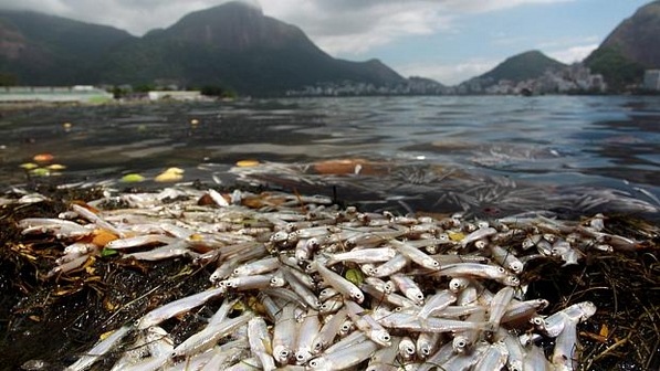 [Peixes-morrem-por-falta-de-oxigenio-na-agua-da-Lagoa-Rodrigo-de-Freitas-size-598%255B5%255D.jpg]