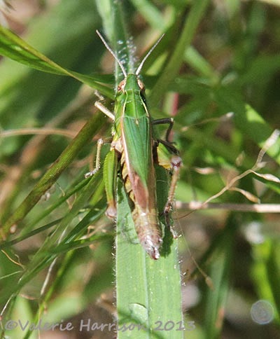 [18-green-grasshopper2.jpg]