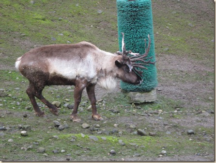 12-23 Reindeer Fesitival 045