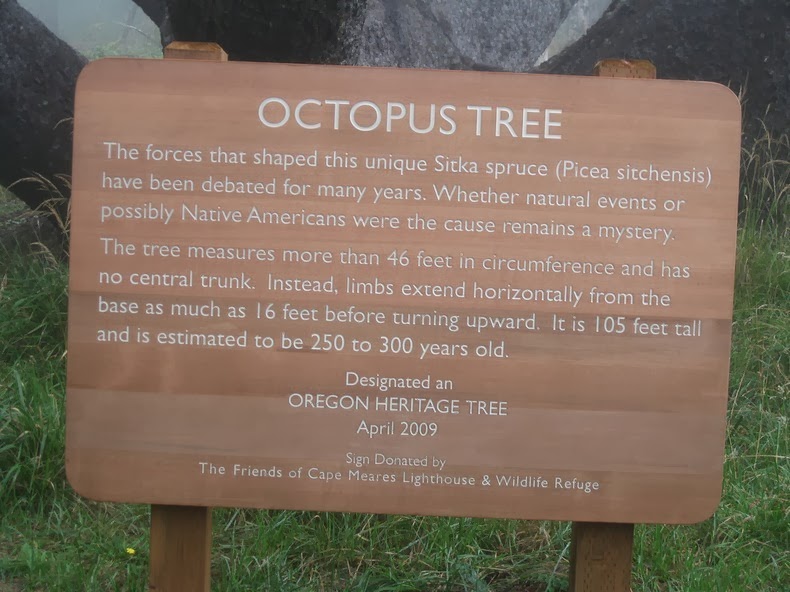 octopus-tree-2