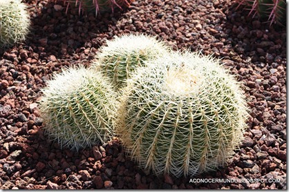 24-Varios. Cactus - DSC_0241