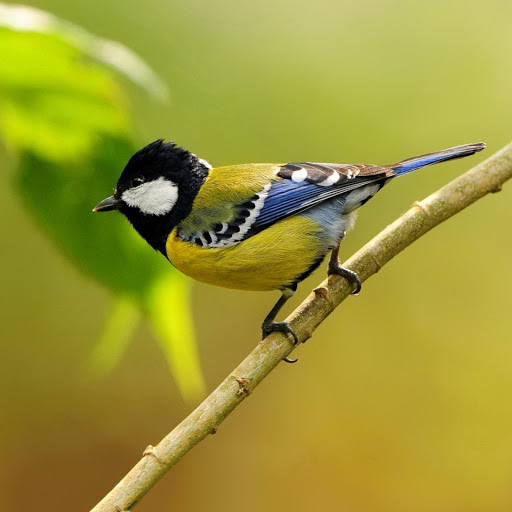 Hd-181238-ascw181238