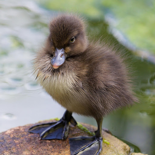 Hd-165370-ascw165370