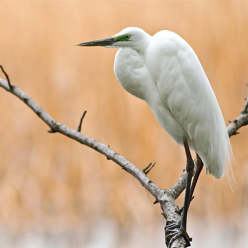 Hd-158467-ascw158467