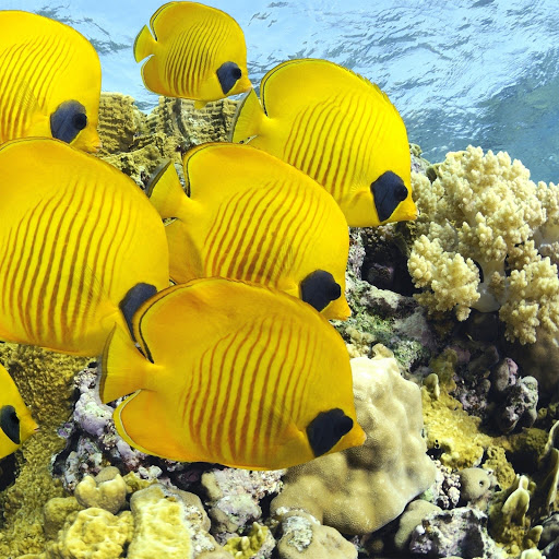 Hd-160989-ascw160989