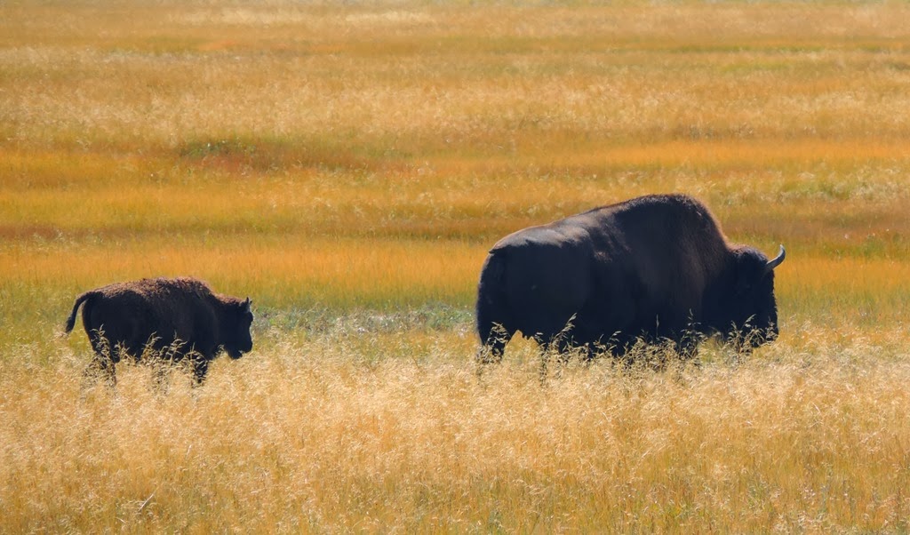 [bison%2520with%2520calf2%255B3%255D.jpg]