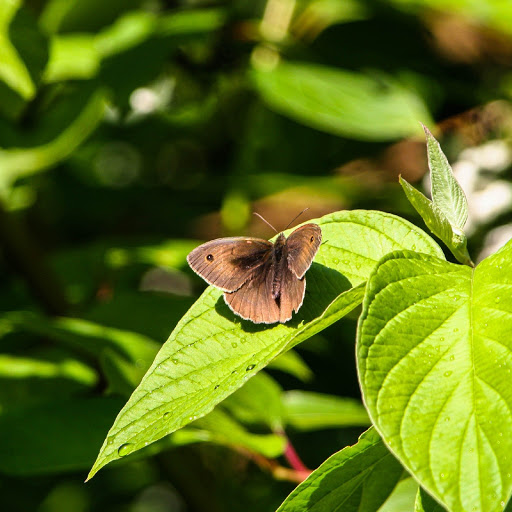 Hd-155110-ascw155110