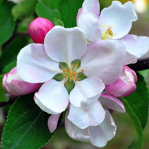 Hd-158562-ascw158562