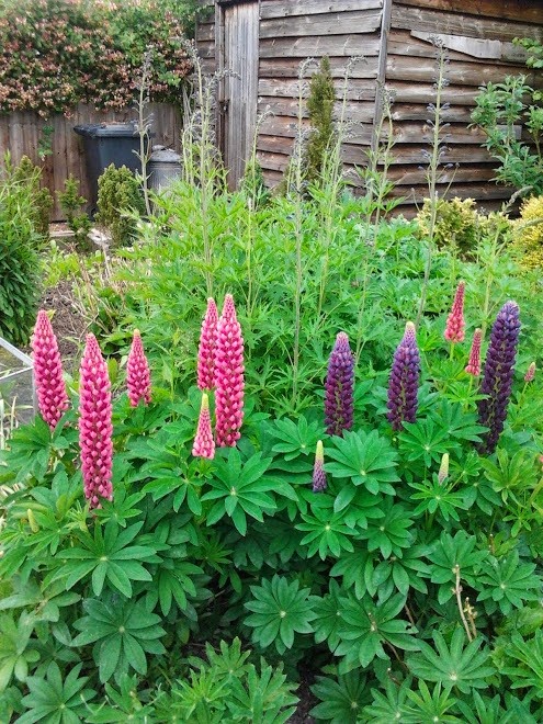 [swavesey%2520june%2520lupins%255B4%255D.jpg]