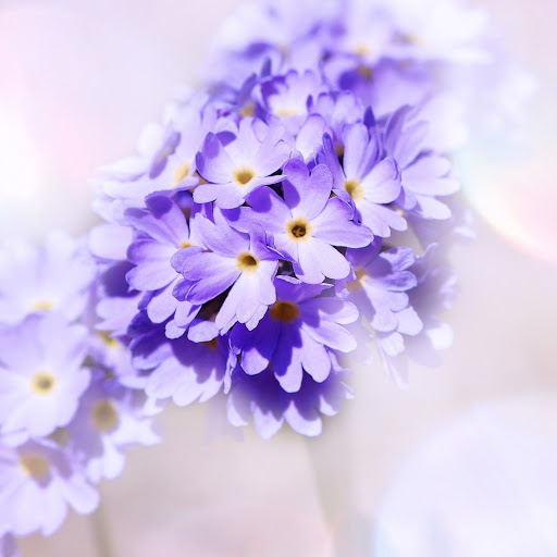 Hd-186341-ascw186341