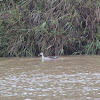 Spot Billed Duck