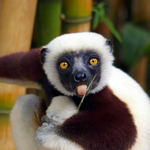 Hd-148140-ascw148140