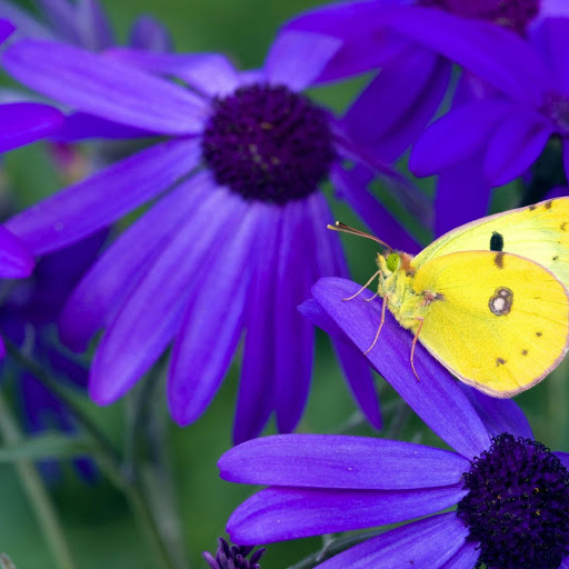 Hd-148059-ascw148059