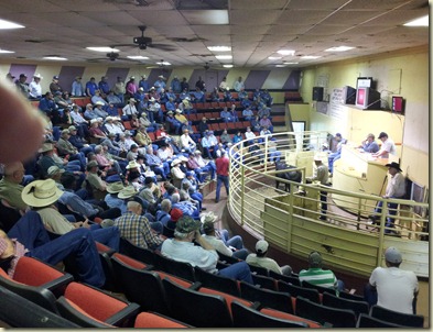 Nacogdoches livestock auction (5)