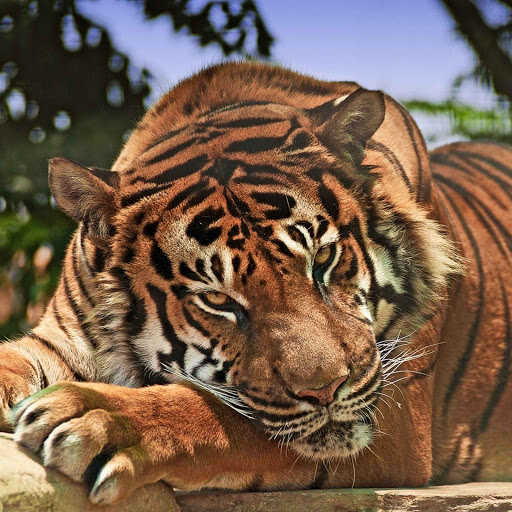 Hd-132011-ascw132011