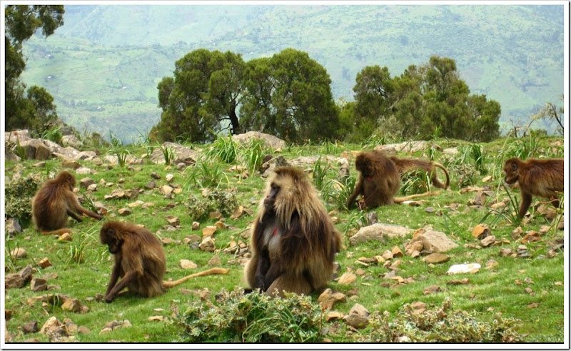 gelada