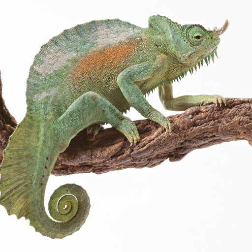 Hd-181626-ascw181626