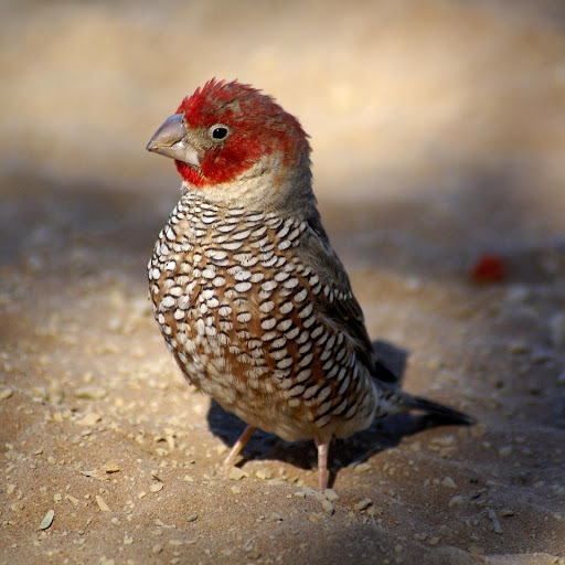 Hd-175884-ascw175884