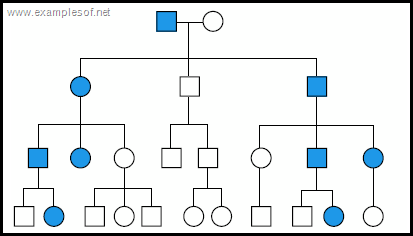 In Pedigree Charts Autosomal Dominant Disorders Typically