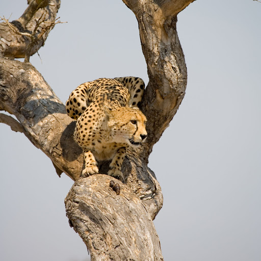 Hd-154700-ascw154700