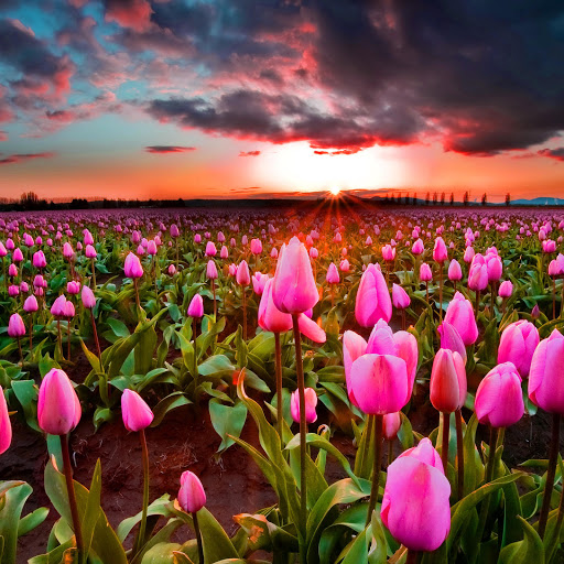 Hd-185424-ascw185424