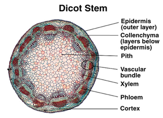 Dicot stem Anatomy