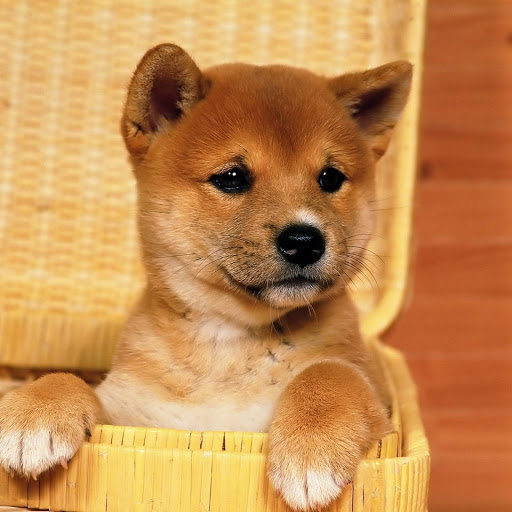 Hd-175796-ascw175796