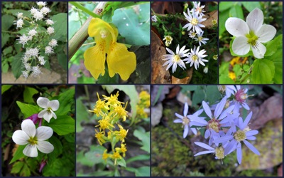 Blue Ridge wildflowers