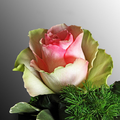 Hd-177244-ascw177244