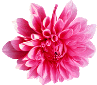 dahlia-roze
