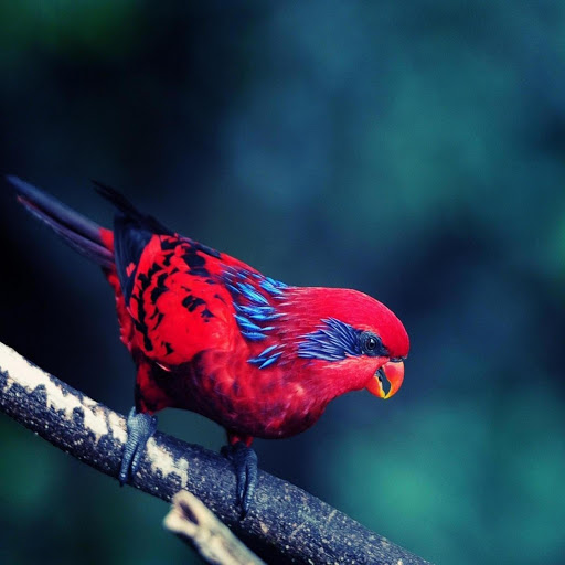 Hd-186625-ascw186625