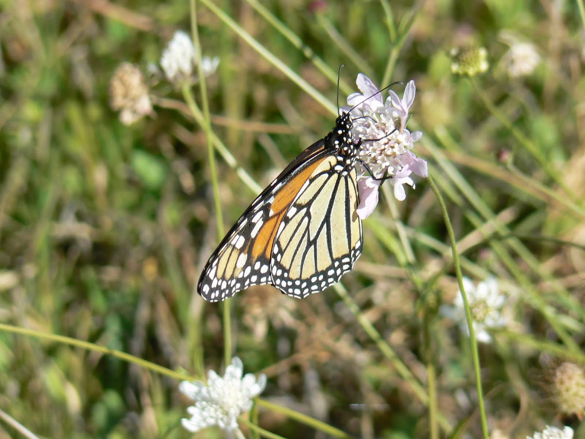 Wanderer or Monarch butterfly