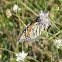 Wanderer or Monarch butterfly