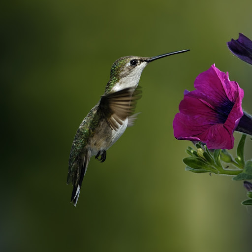 Hd-180611-ascw180611